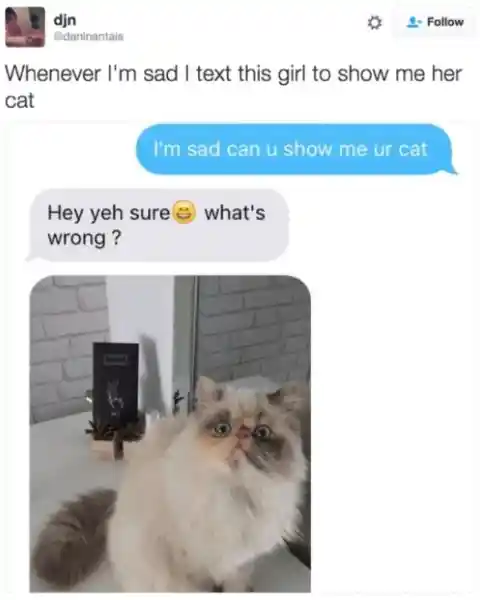 Cat Support