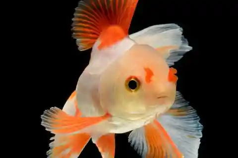 Do Goldfish Have Three-Second Memories?