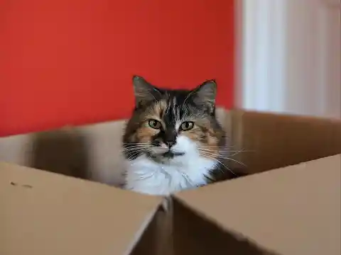 Gato en una caja