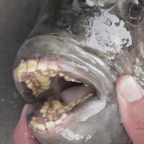 This Fish and Its Human Teeth