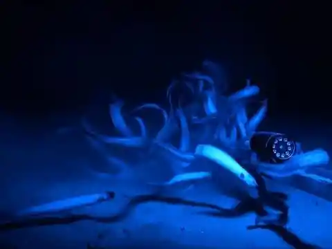 Parasitic Bloodsucking Creepy Eels