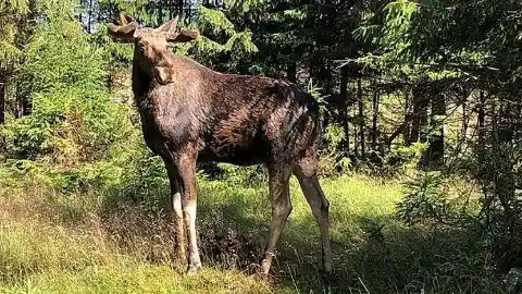 The Mammoth Moose Of Maine