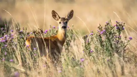 The Injurious Deers Of New Mexico