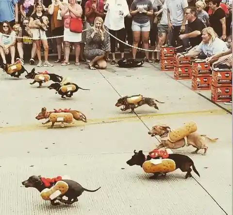 Running of the Wieners