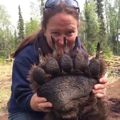 The Dangerous Bear's Paw