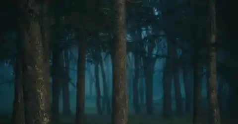 The Tree