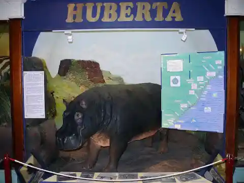 Huberta