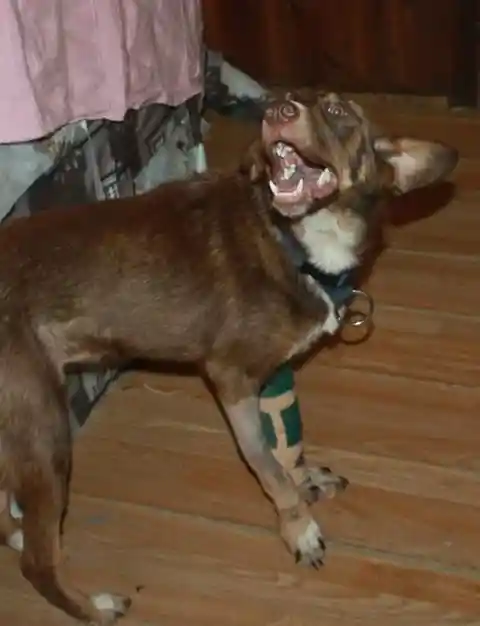 He Seems To Be Doing Alright Post-Op