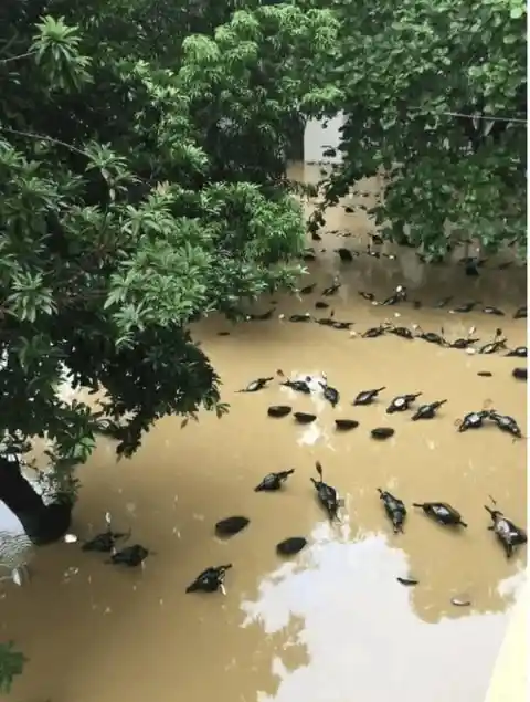 Parece un Estanque Lleno de Patos