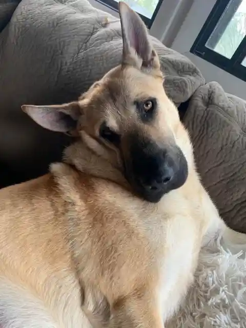 German Sherpei (German Shepherd + Shar-Pei)