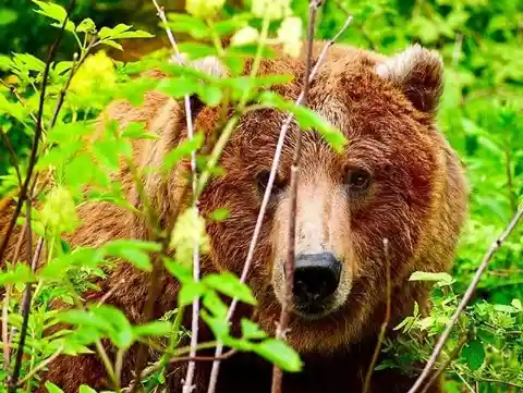 Los gigantescos osos pardos de Montana