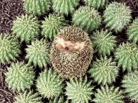 Sonic Cactus