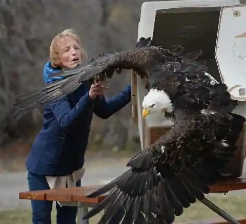 The Magnificent Bald Eagle