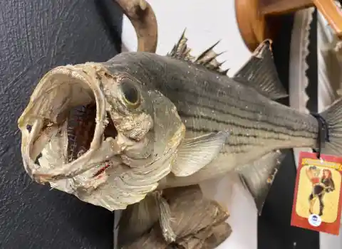 Taxidermy Fish