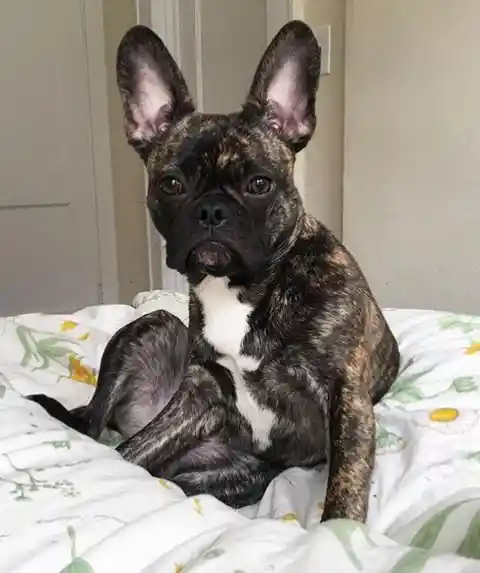 Frug (French Bulldog + Pug)