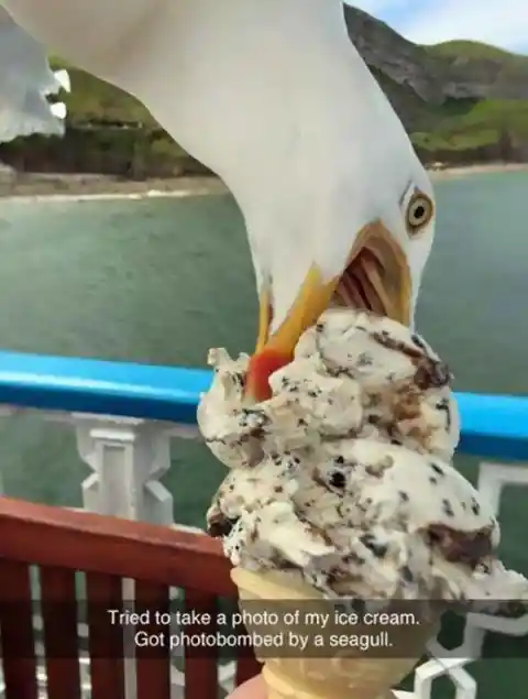 Fotobomba por una gaviota