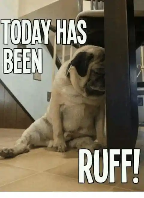 Life Is Ruff!