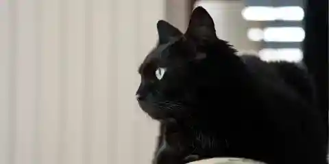 My Mom's Cat Vanished After Her Funeral – on Christmas Eve, He Returned and Led Me Somewhere I Never Expected