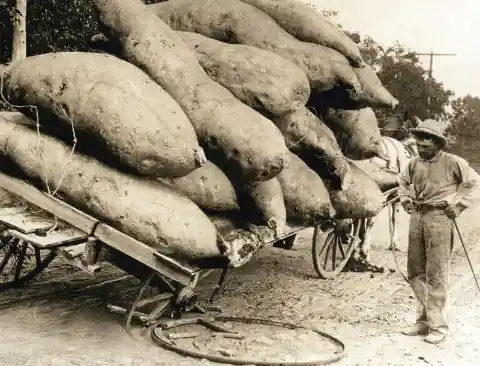 White potatoes and sweet potatoes are siblings