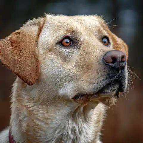 My Grandma Left $100,000 to My Greedy Cousin – All I Got Was Her Old Dog, Which Turned Out to Be Hiding a Secret