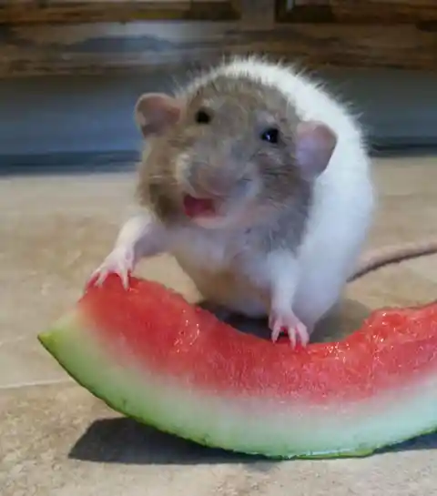 Rat Discovers Watermelon