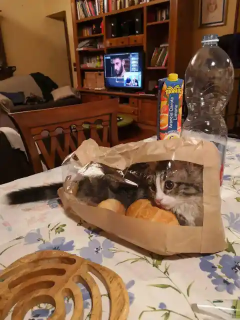 Let the Cat Out of the Bag