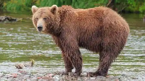 Los temibles osos de Idaho