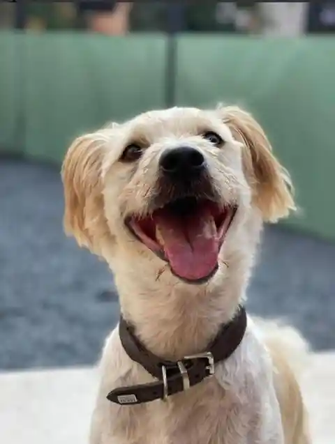Man’s Best Friend