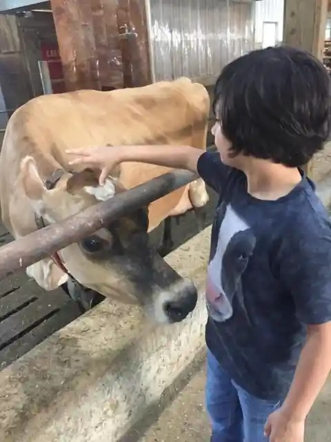 A Mooo-ving Encounter