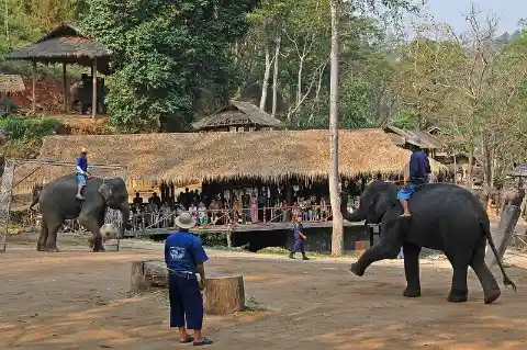 Elephant Soccer