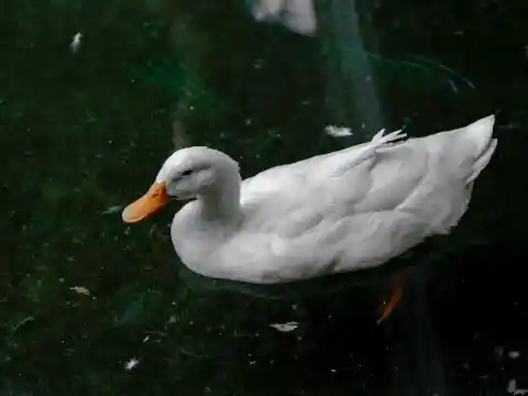 An Unusual Occurrence