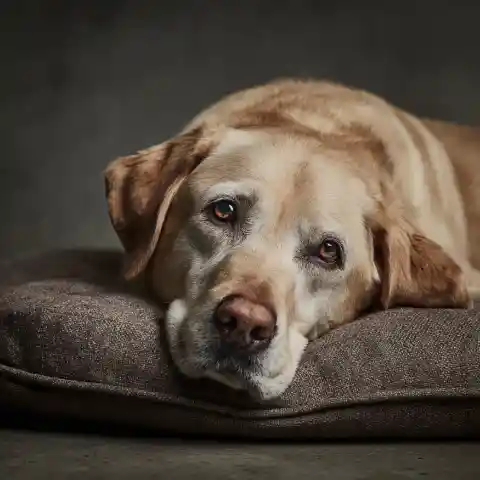 My Grandma Left $100,000 to My Greedy Cousin – All I Got Was Her Old Dog, Which Turned Out to Be Hiding a Secret