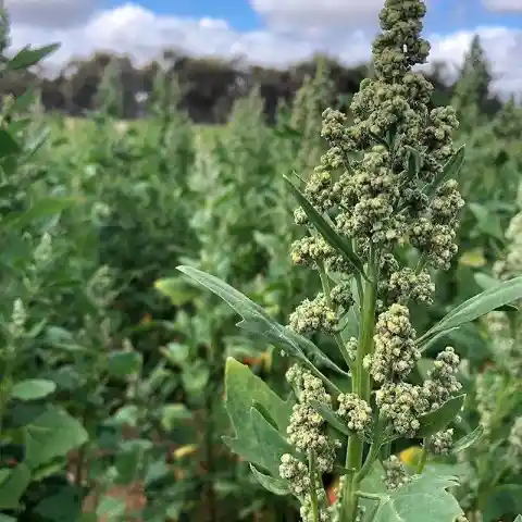 Quinoa Is a Kind of Grass