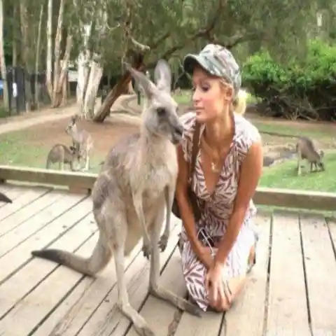 Paris and the Kangaroos