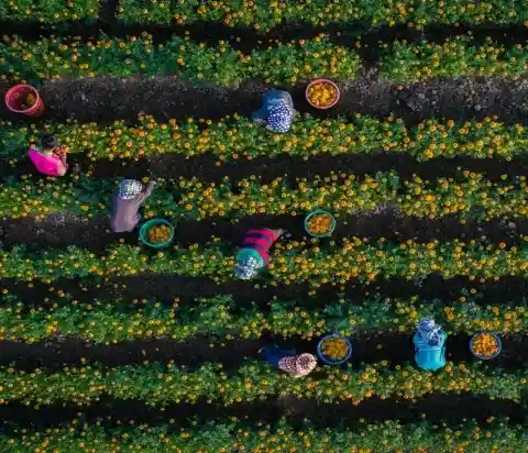 In a Marigold Field