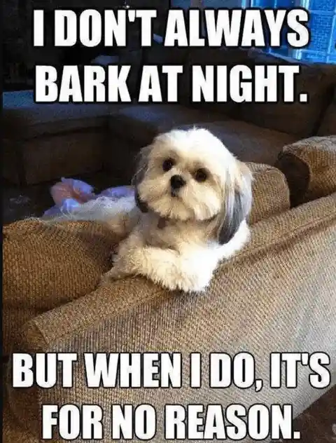 Barking for No Reason