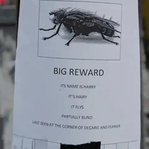 A Fly Flyer