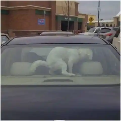 Don’t Leave Your Dog in the Car