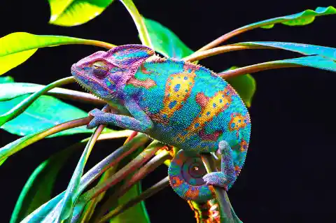 Chameleons Change Color to Match Their Surroundings