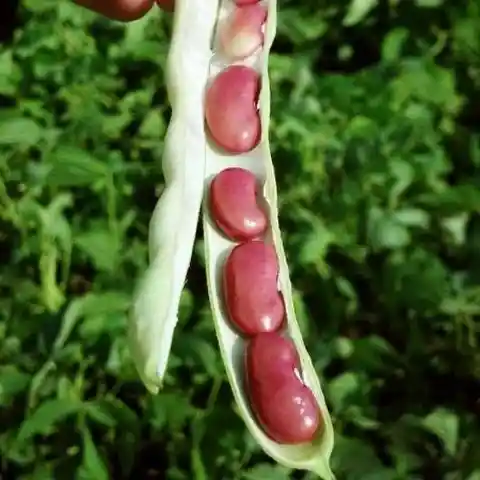 Kidney Beans