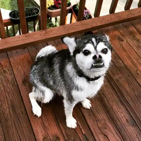 Hug (Siberian Husky + Pug)