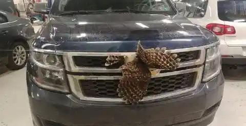 Bird Stuck In the Car Grill