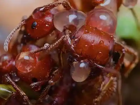 The Angry Fire Ants Of North Carolina