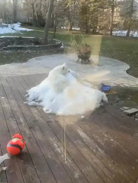 Husky Loves Snow