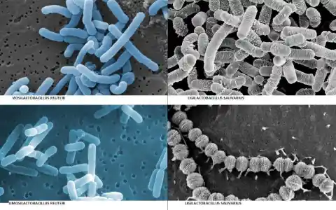 15. Your Mouth is Full of Bacteria