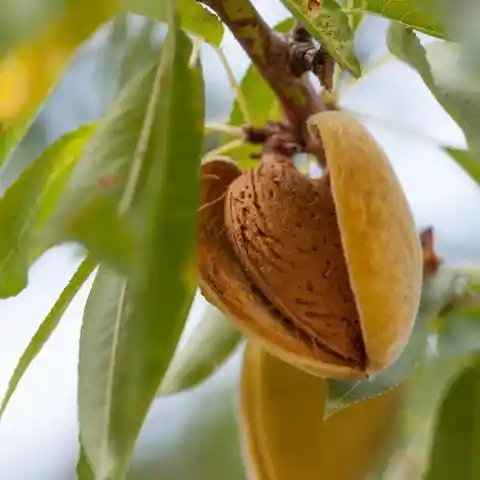 Almonds Grow on Trees