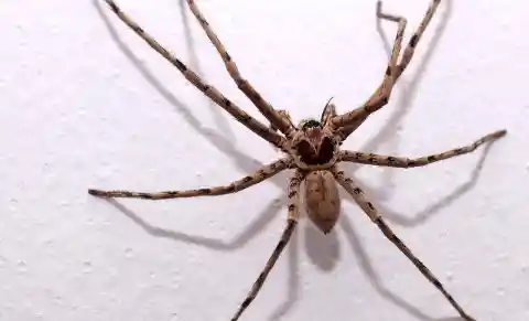 Humans Eat Three Spiders a Year While Sleeping