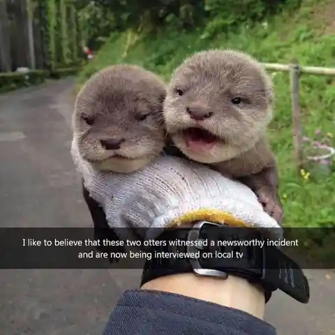 Cute Otters