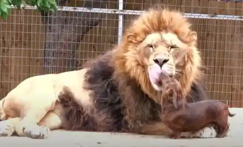 Lets His Mom Eat First