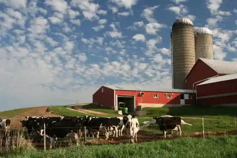 Qual è lo Stato americano che produce più latte?